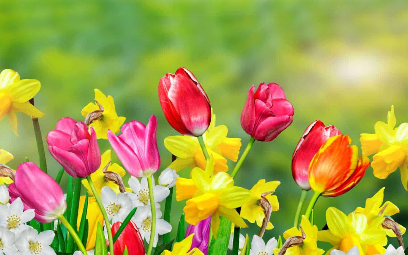 ڕۆژی گوڵ – ئەرسەلان حەسەن